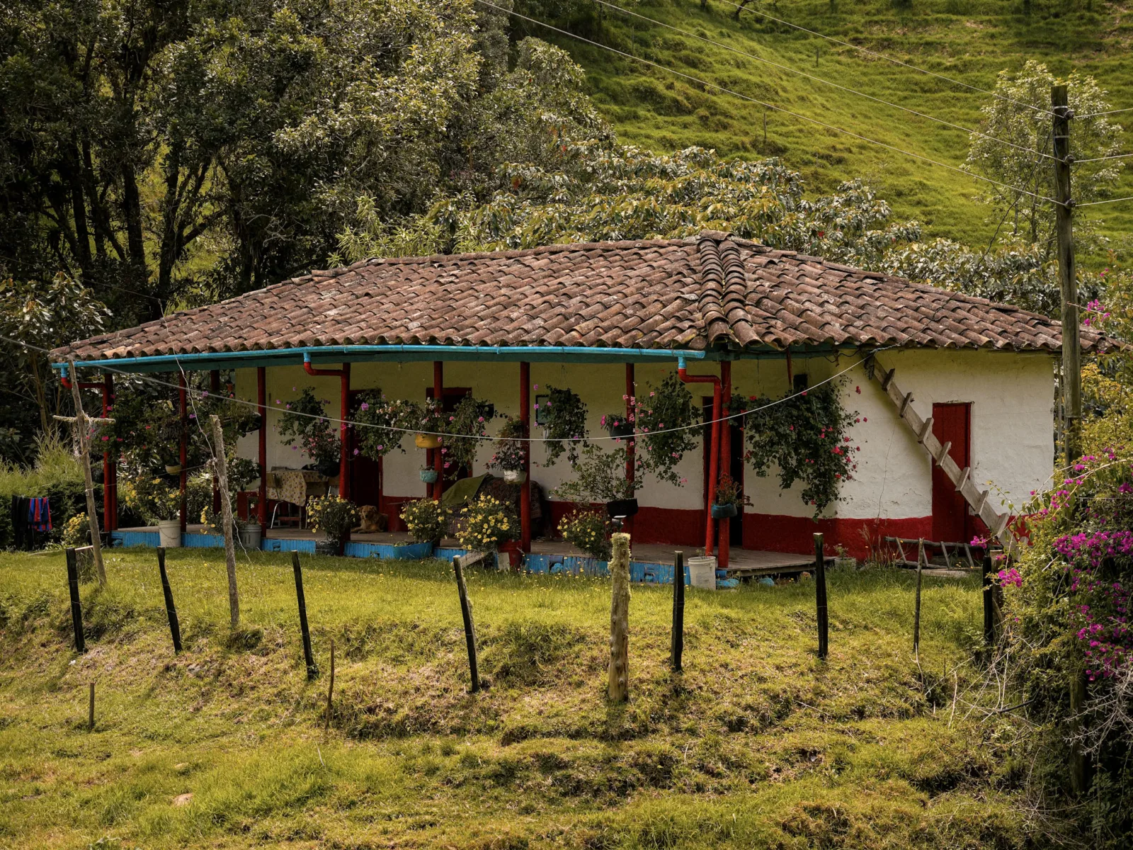 Proyecto de Diversificación Productiva – Cultivo de mora