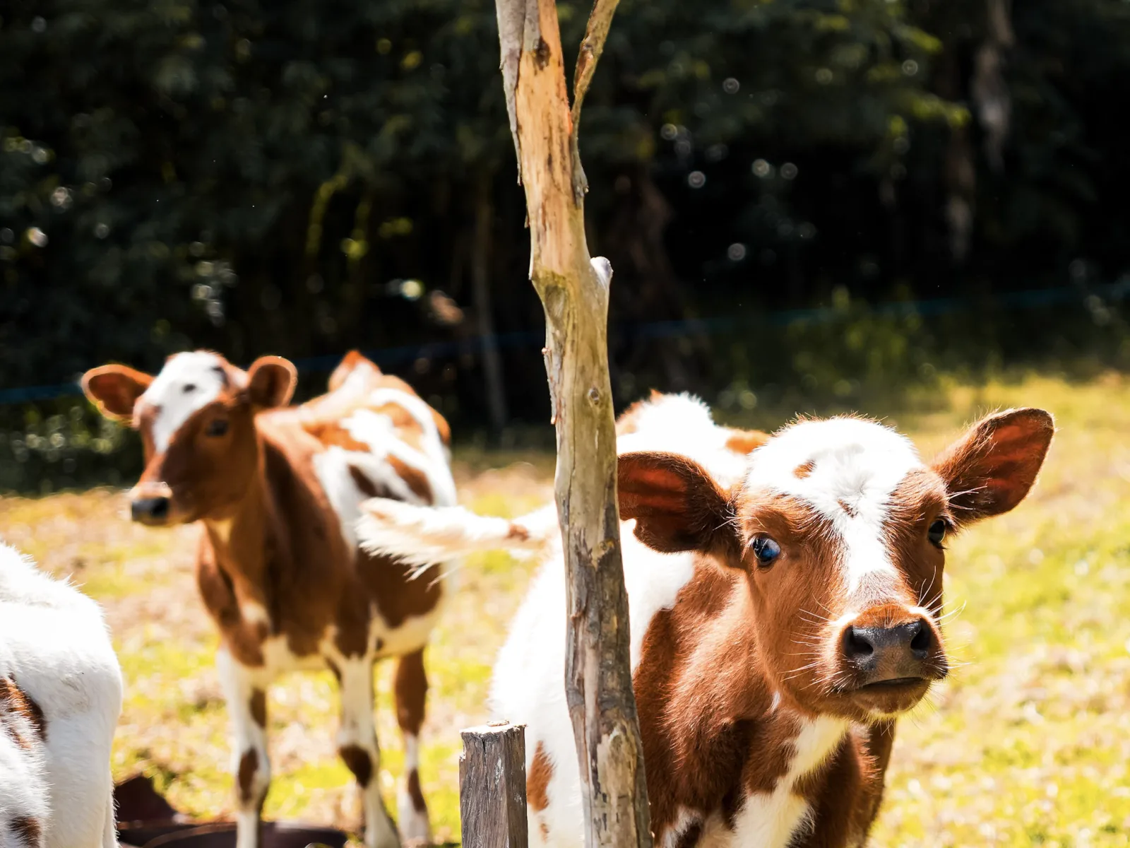 Ruta agropecuaria – Insumos y acompañamiento técnico directo en finca.